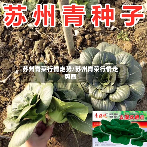 苏州青菜行情走势/苏州青菜行情走势图-第2张图片