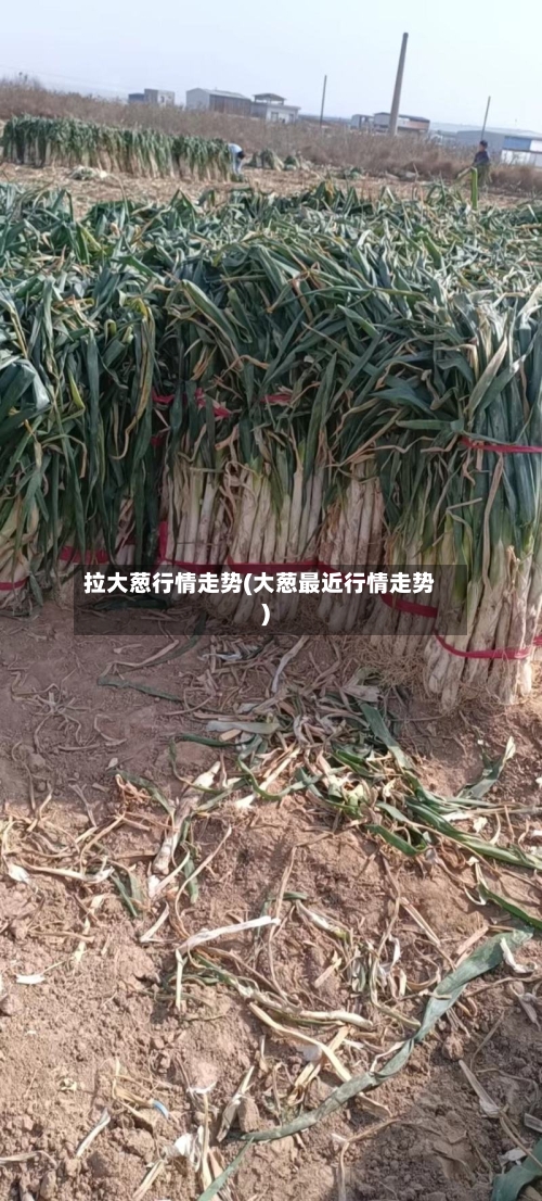 拉大葱行情走势(大葱最近行情走势)