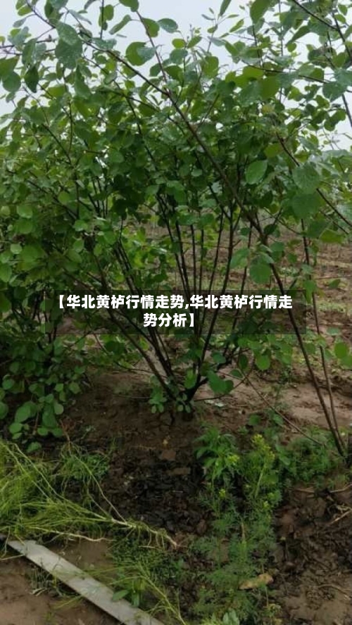 【华北黄栌行情走势,华北黄栌行情走势分析】