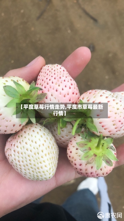 【平度草莓行情走势,平度市草莓最新行情】-第2张图片
