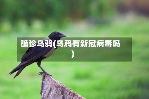 确诊乌鸦(乌鸦有新冠病毒吗)-第2张图片