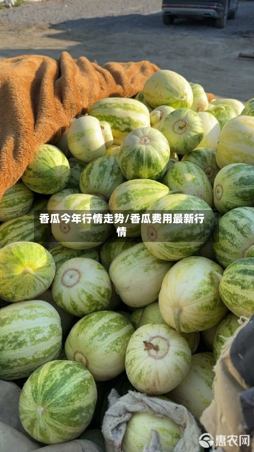 香瓜今年行情走势/香瓜费用最新行情