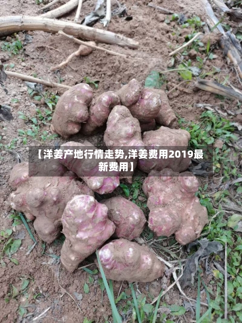【洋姜产地行情走势,洋姜费用2019最新费用】-第3张图片