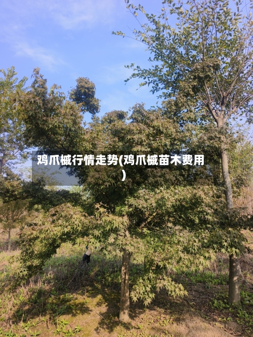 鸡爪槭行情走势(鸡爪槭苗木费用)-第2张图片