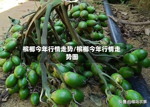 槟榔今年行情走势/槟榔今年行情走势图-第2张图片