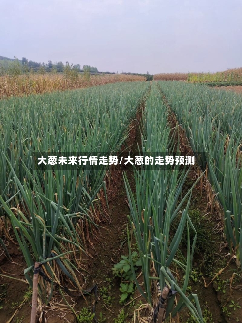 大葱未来行情走势/大葱的走势预测