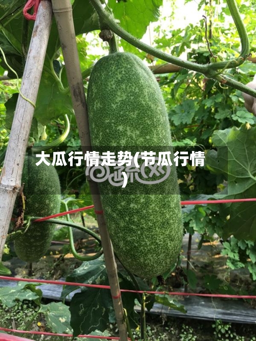 大瓜行情走势(节瓜行情)-第3张图片