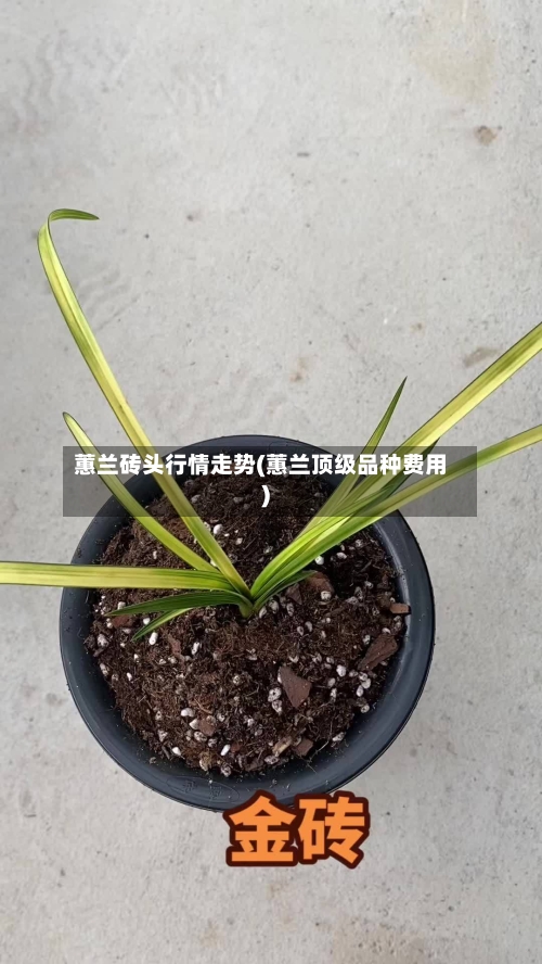 蕙兰砖头行情走势(蕙兰顶级品种费用)
