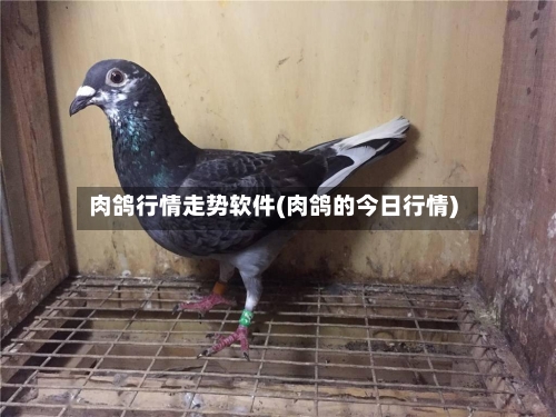 肉鸽行情走势软件(肉鸽的今日行情)-第2张图片