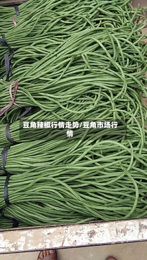 豆角辣椒行情走势/豆角市场行情