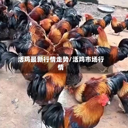 活鸡最新行情走势/活鸡市场行情-第2张图片