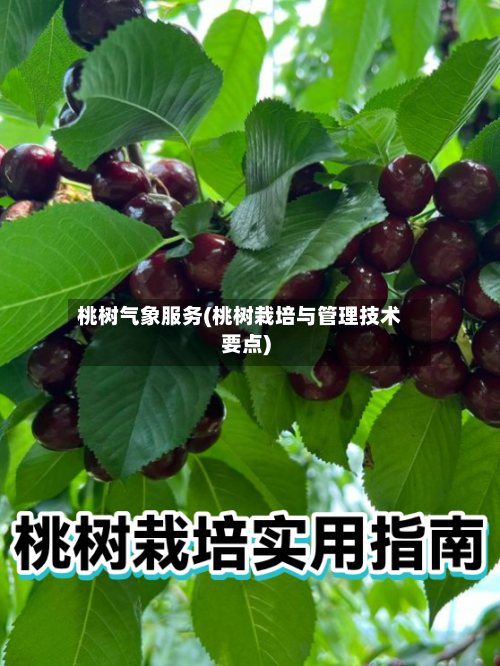 桃树气象服务(桃树栽培与管理技术要点)-第3张图片