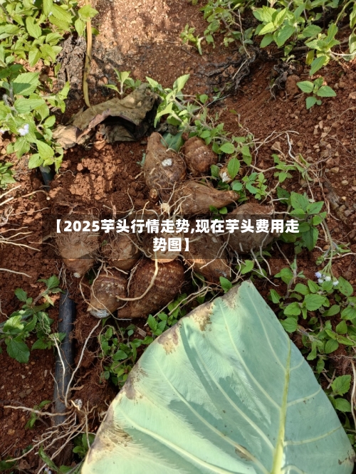 【2025芋头行情走势,现在芋头费用走势图】