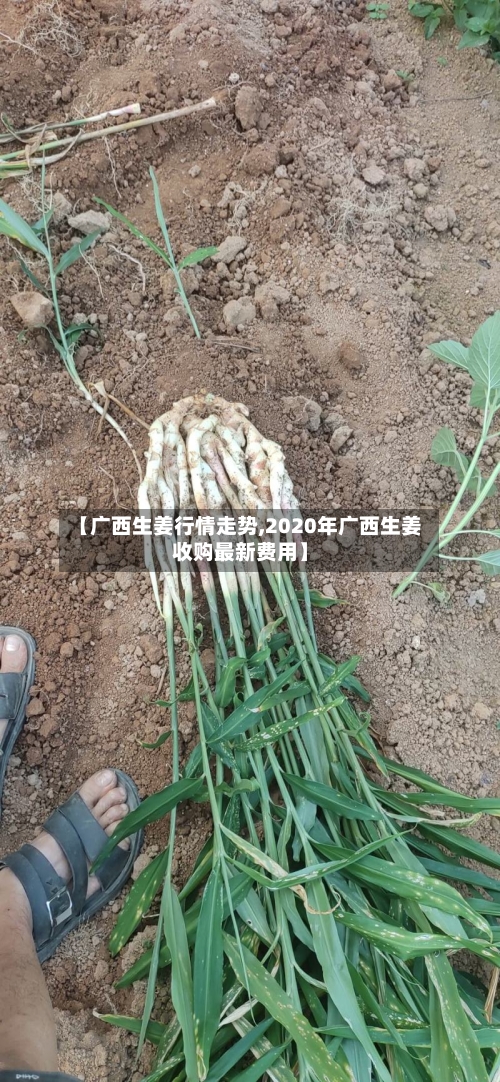 【广西生姜行情走势,2020年广西生姜收购最新费用】-第3张图片