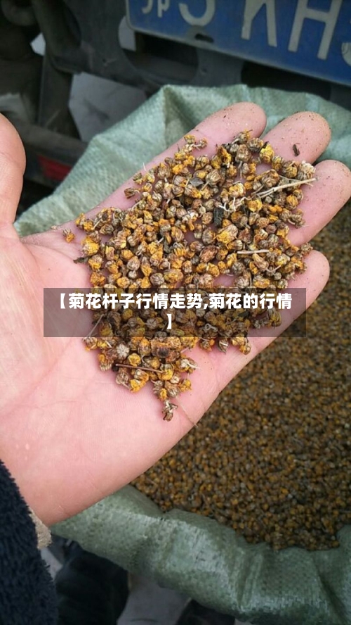 【菊花杆子行情走势,菊花的行情】-第2张图片