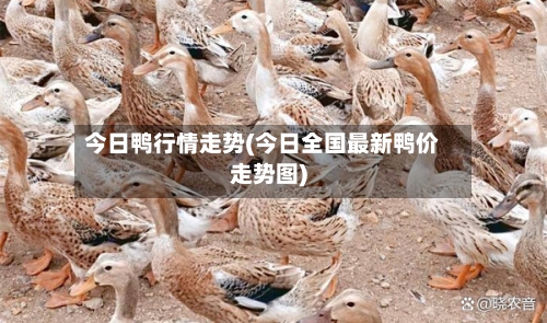 今日鸭行情走势(今日全国最新鸭价走势图)