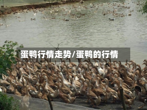 蛋鸭行情走势/蛋鸭的行情