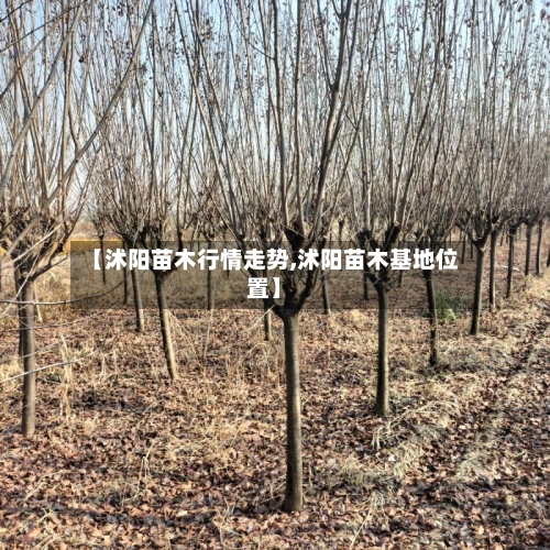 【沭阳苗木行情走势,沭阳苗木基地位置】