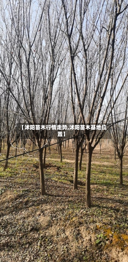 【沭阳苗木行情走势,沭阳苗木基地位置】-第2张图片
