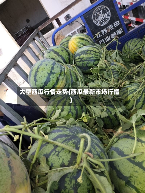 大型西瓜行情走势(西瓜最新市场行情)-第3张图片