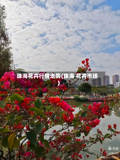 珠海花卉行情走势(珠海 花卉市场)-第3张图片