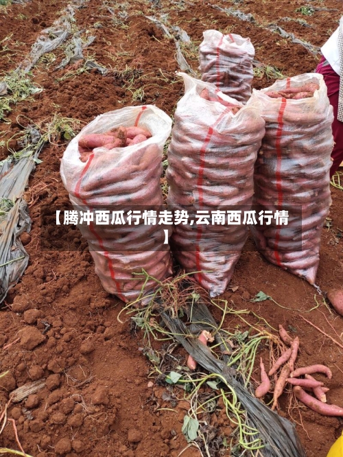 【腾冲西瓜行情走势,云南西瓜行情】-第3张图片