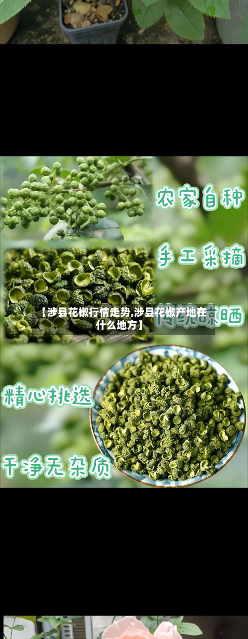 【涉县花椒行情走势,涉县花椒产地在什么地方】