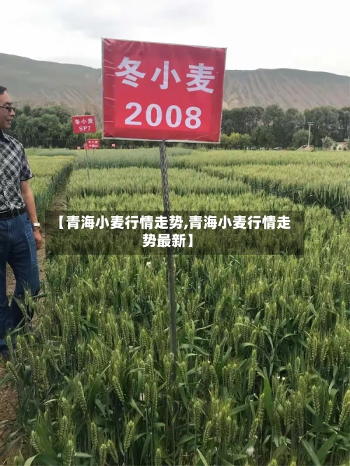 【青海小麦行情走势,青海小麦行情走势最新】-第3张图片