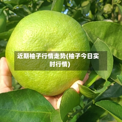 近期柚子行情走势(柚子今日实时行情)
