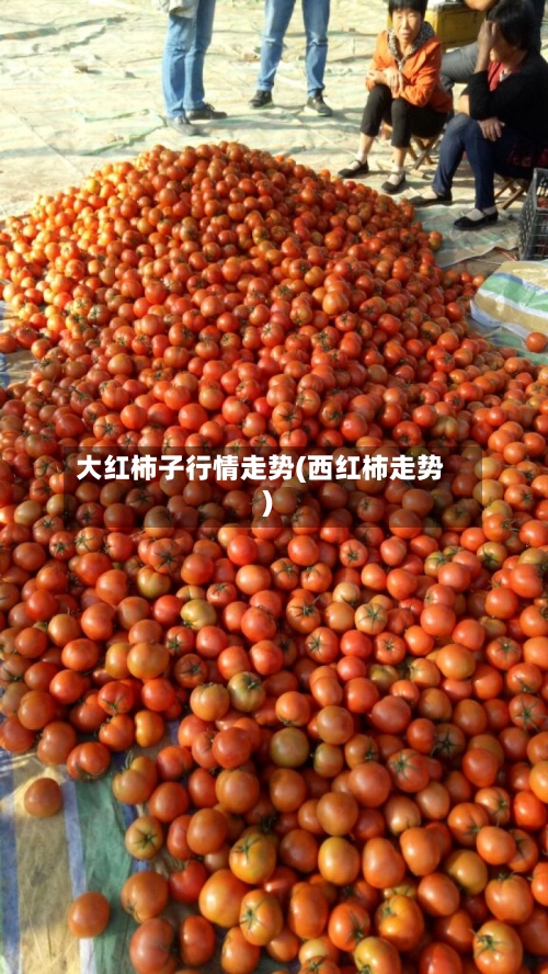 大红柿子行情走势(西红柿走势)