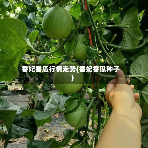 香妃香瓜行情走势(香妃香瓜种子)-第2张图片
