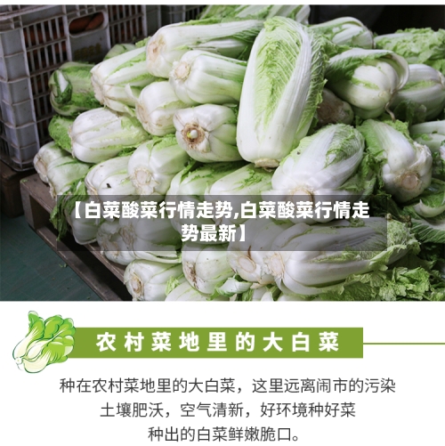 【白菜酸菜行情走势,白菜酸菜行情走势最新】-第2张图片