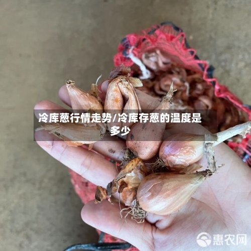 冷库葱行情走势/冷库存葱的温度是多少-第3张图片