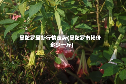 曼陀罗最新行情走势(曼陀罗市场价多少一斤)-第3张图片