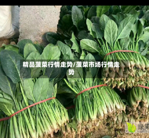 精品菠菜行情走势/菠菜市场行情走势