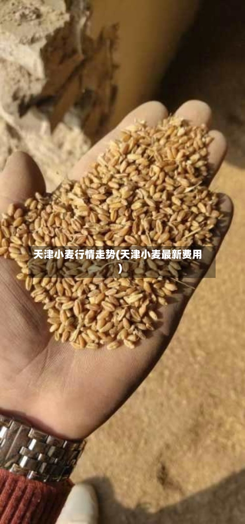 天津小麦行情走势(天津小麦最新费用)-第2张图片