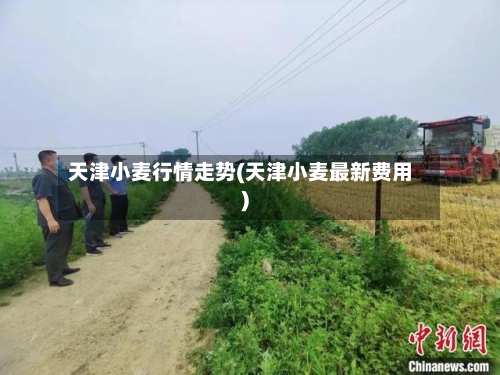 天津小麦行情走势(天津小麦最新费用)