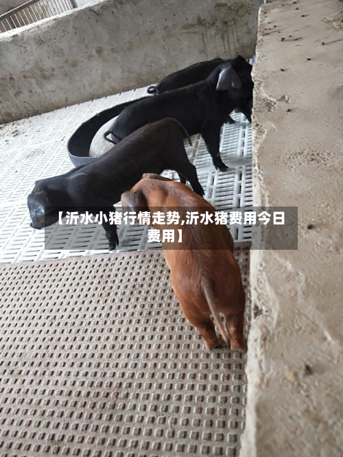 【沂水小猪行情走势,沂水猪费用今日费用】-第2张图片