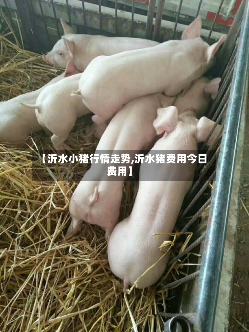 【沂水小猪行情走势,沂水猪费用今日费用】