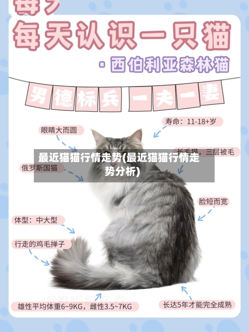 最近猫猫行情走势(最近猫猫行情走势分析)-第3张图片