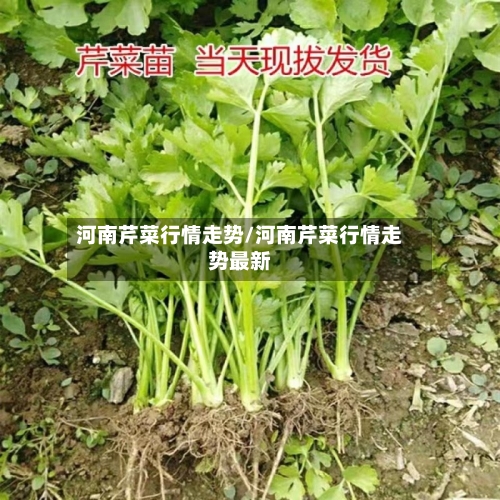 河南芹菜行情走势/河南芹菜行情走势最新