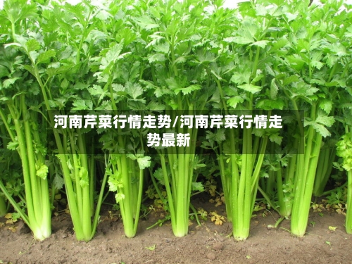 河南芹菜行情走势/河南芹菜行情走势最新-第3张图片