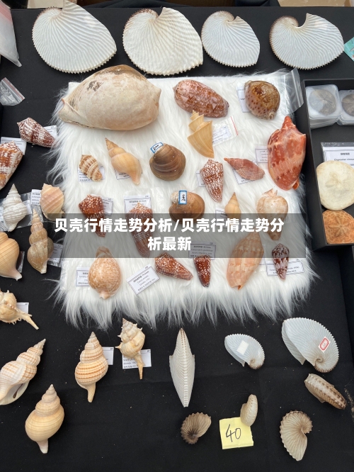 贝壳行情走势分析/贝壳行情走势分析最新-第2张图片