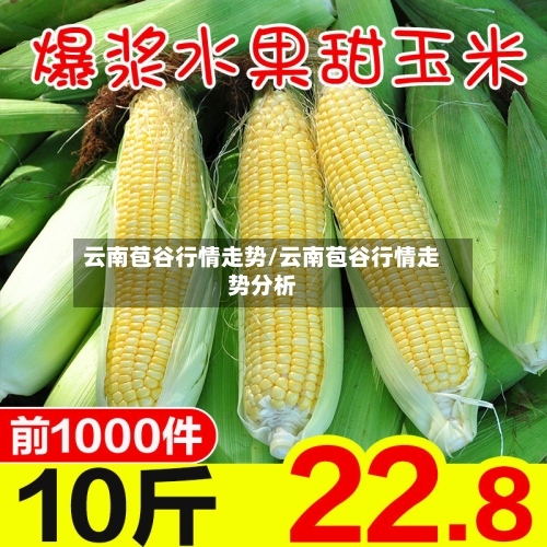 云南苞谷行情走势/云南苞谷行情走势分析