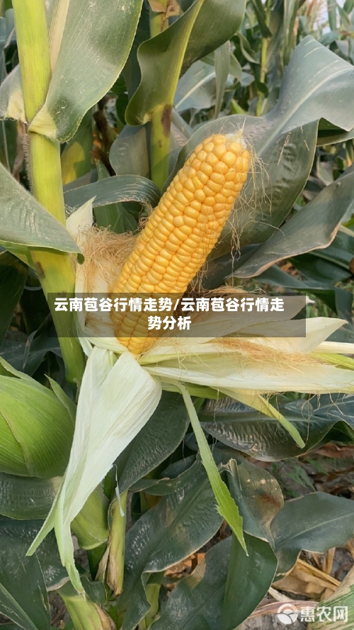 云南苞谷行情走势/云南苞谷行情走势分析-第2张图片