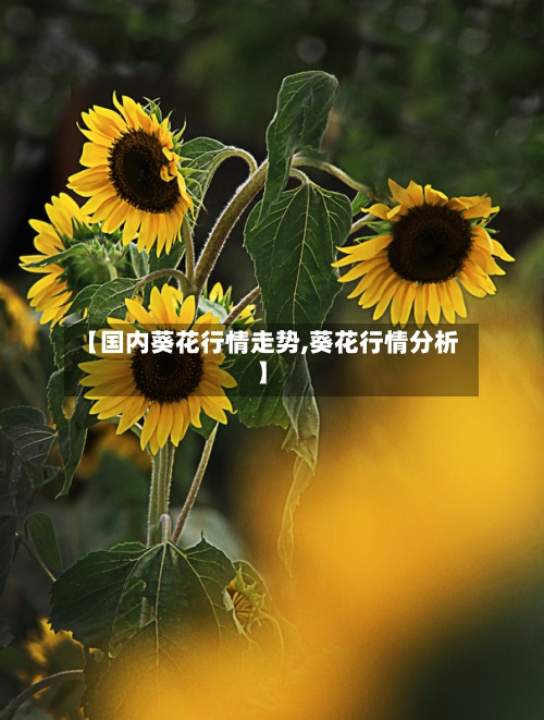 【国内葵花行情走势,葵花行情分析】-第2张图片