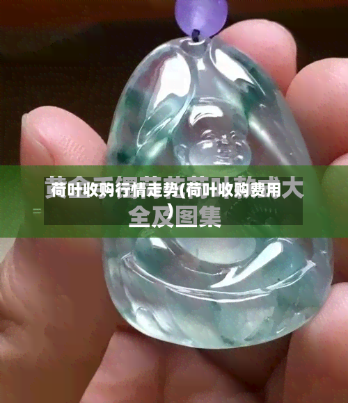 荷叶收购行情走势(荷叶收购费用)