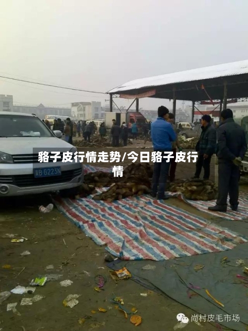 貉子皮行情走势/今日貉子皮行情-第3张图片