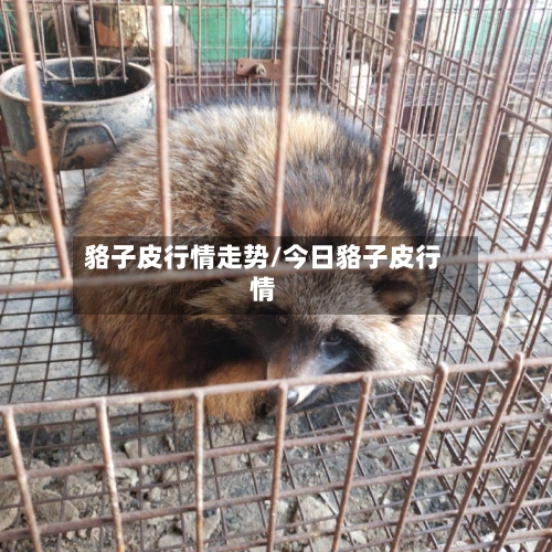 貉子皮行情走势/今日貉子皮行情-第2张图片