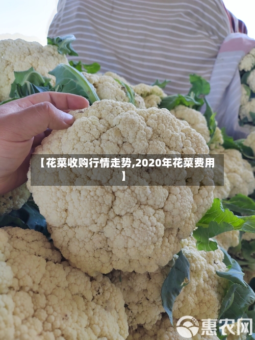 【花菜收购行情走势,2020年花菜费用】-第3张图片